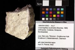 Foto (Objket + Etiketten) von Cracensigillatus acutirostris (Moericke, 1889) 